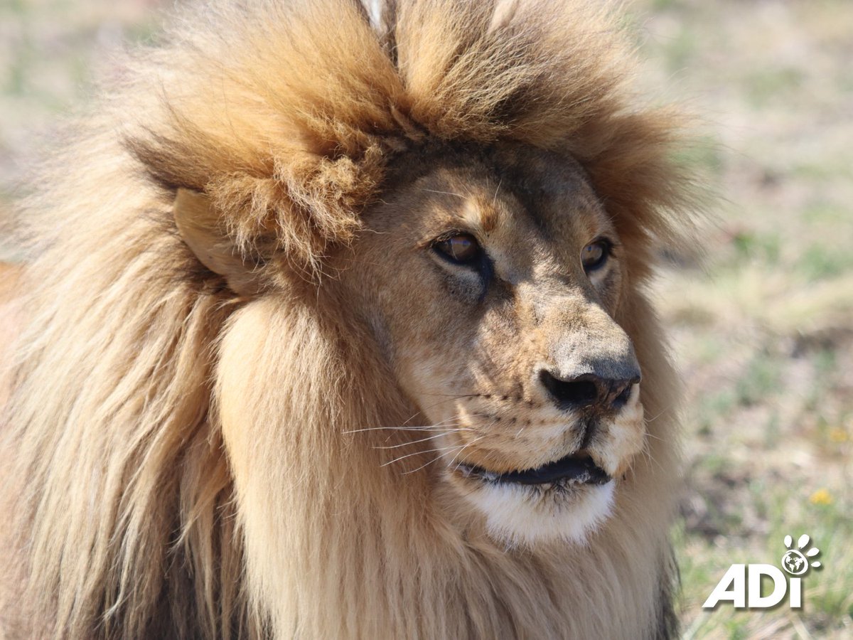 AnimalDefenders's tweet photo. REYC WATCHING OVER AFRICA. Rey Cusco spent years in a tiny circus cage in Peru on bare boards. ADI rescued him nearly 12 years ago. Now at the ADIWS in South Africa, he lives freely in a 6+ acre habitat—walking, resting, and exploring in peace and space after a life in captivity. https://t.co/BVRGyK2Yg6