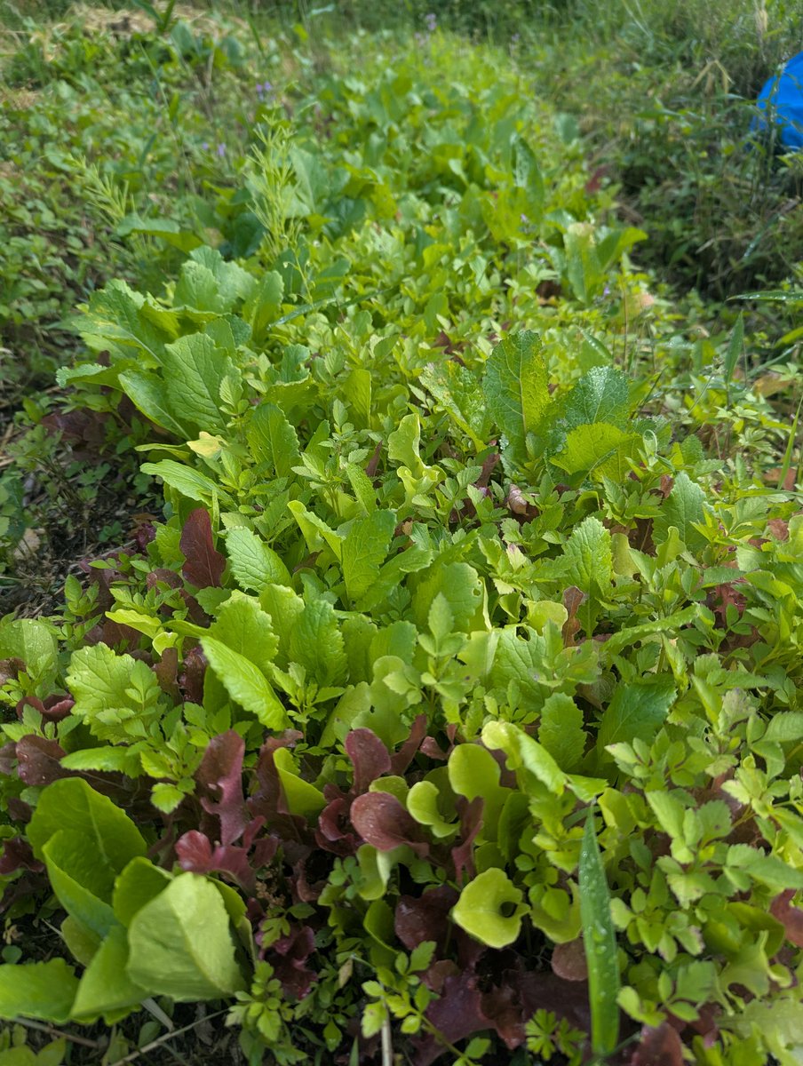 kananako555's tweet photo. #Babyleaf
#自然栽培 #Naturalcultivation https://t.co/RGyVcwbyZd
