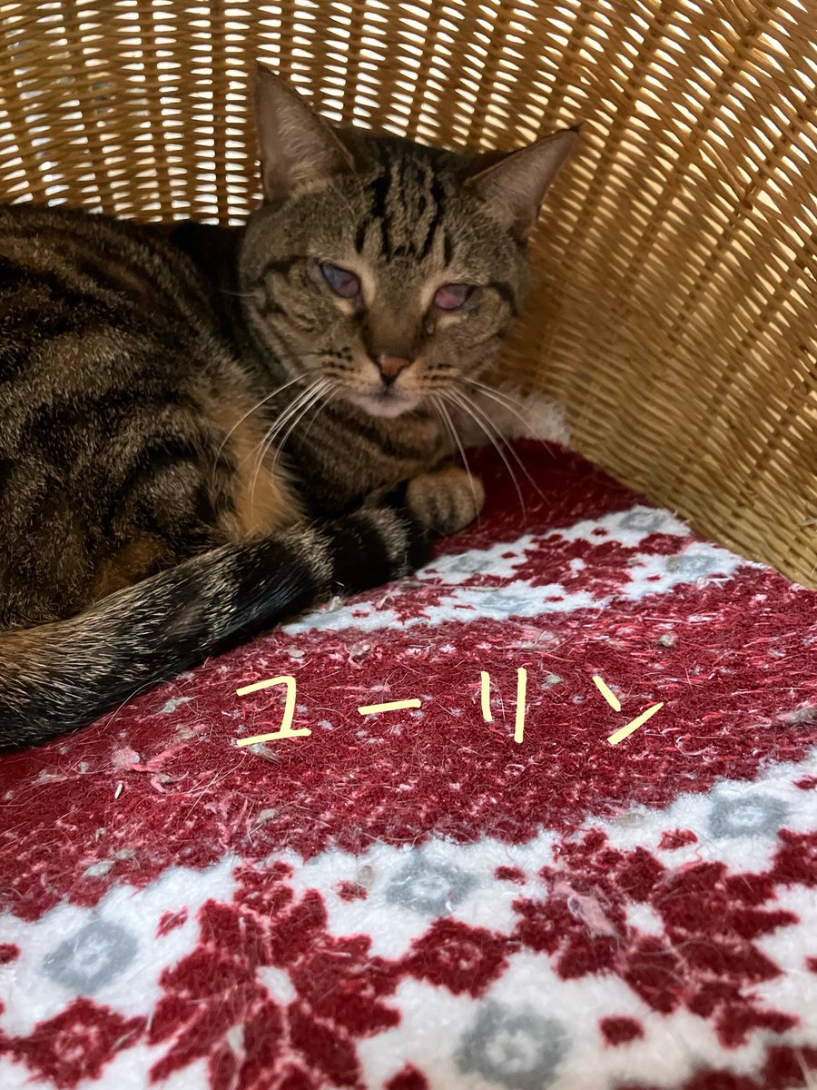 非営利型 一般社団法人 ねこたまご (@nekotamago_) / Posts / X