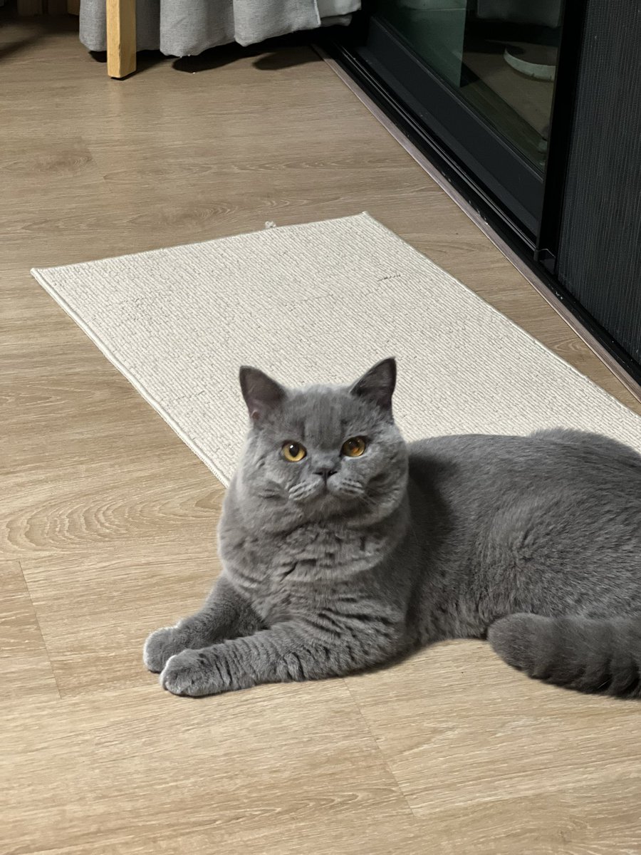 Mdekcat tweet media