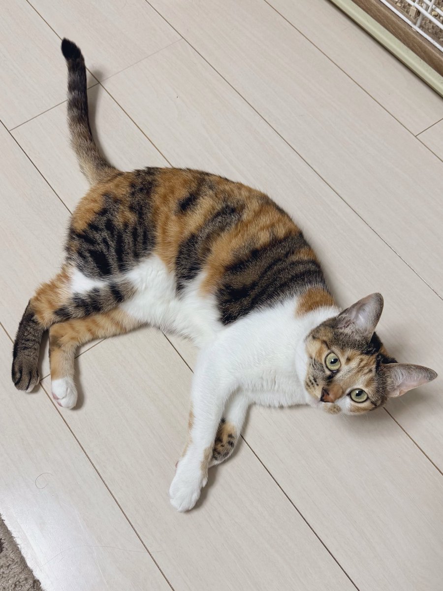 三毛猫様♡ありがとうございます♡ あ～🥴今日も可愛くてありがとう🥴