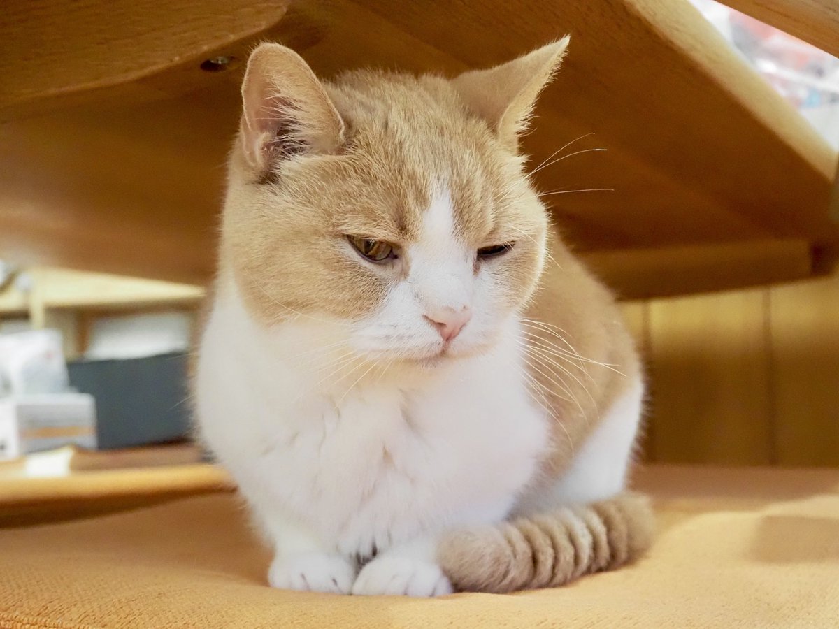 おはようございます。 今朝の、ちゃちゃまる君です。 #猫 #cat