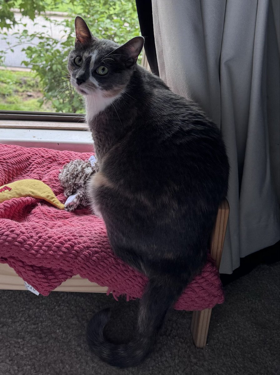 ItsChaxToTheMax's tweet photo. @DougieThreeLegs Oh Dougie, feel better soon! Charlotte sends her best 💕 https://t.co/YP3UisPwAY
