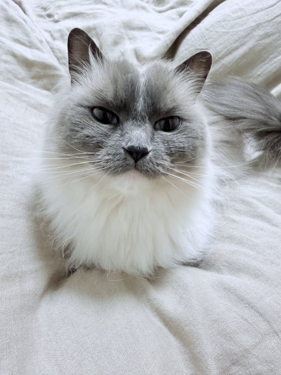 POMOCHIX's tweet photo. ねむねむ…🐱💤
#猫 #メインクーン #ラグドール #cats https://t.co/xo2UpiauOR