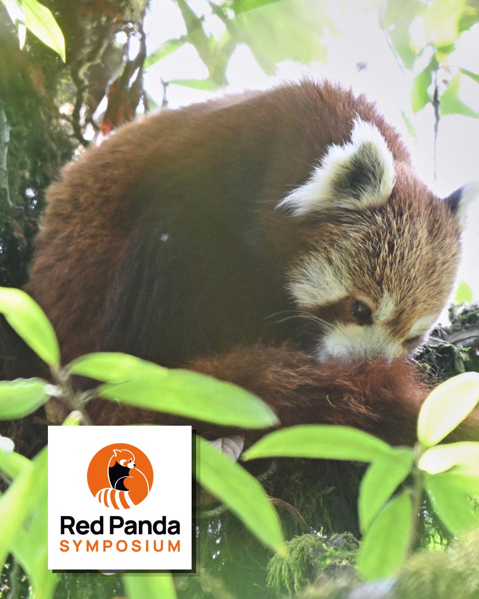 Red Panda Network tweet media