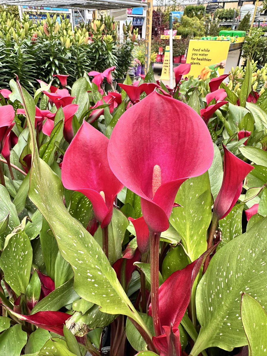 writermom62's tweet photo. To cheer myself up today, I visited the garden center and found these beauties!!
People in garden centers are ALWAYS so happy!!🌷😁#WritingCommunity #WritersLife #MoodShift #Flowers https://t.co/R26rHkpdqJ