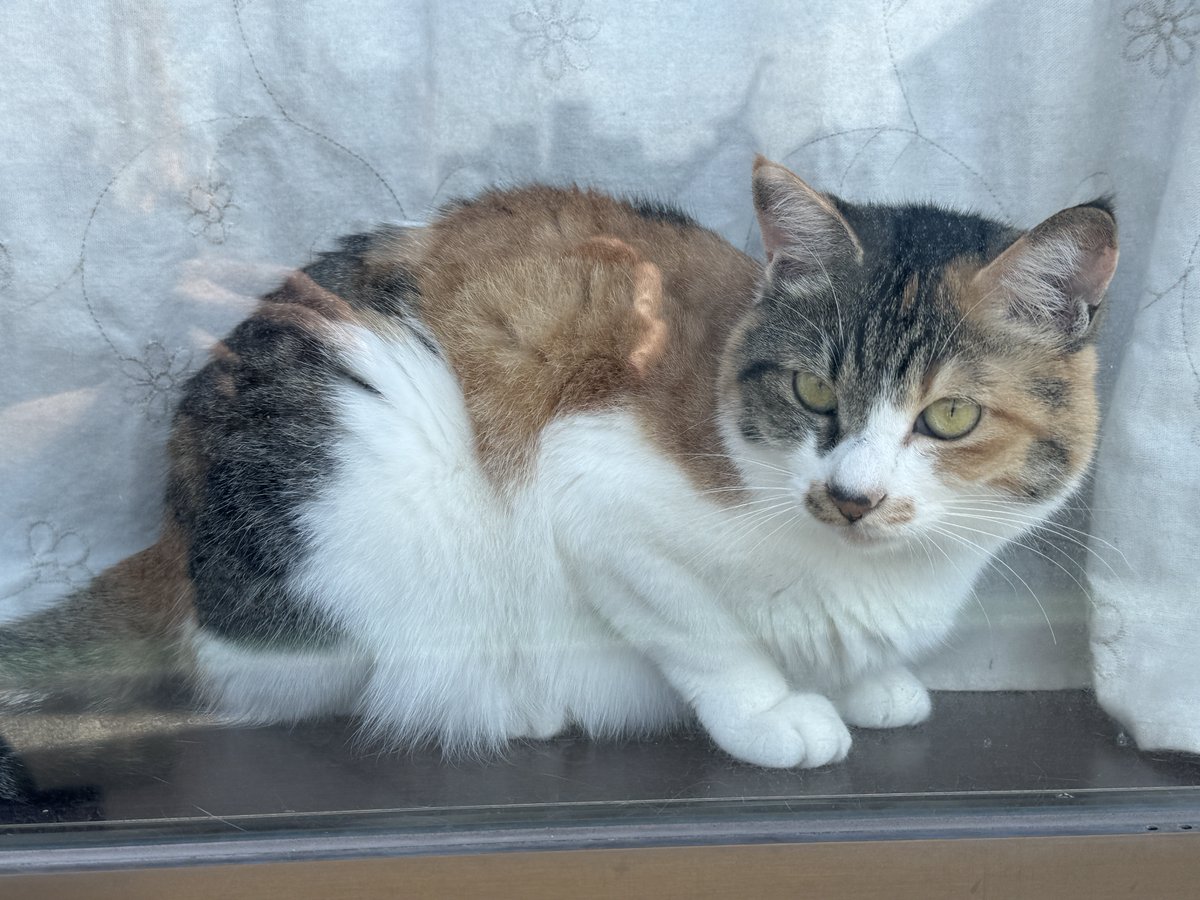 Post by にゃんこ先生 on X: 窓猫さん