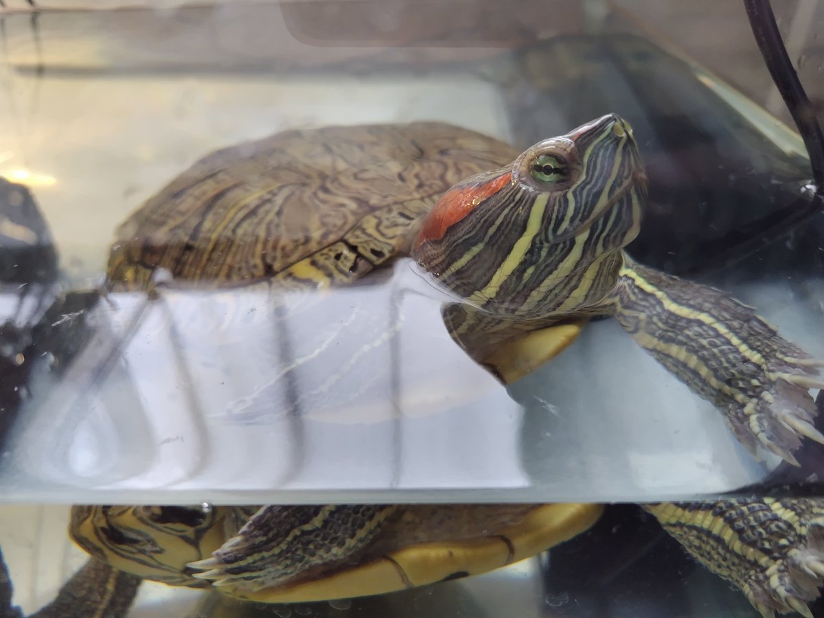 イサハ🐢🐍🦎 tweet media