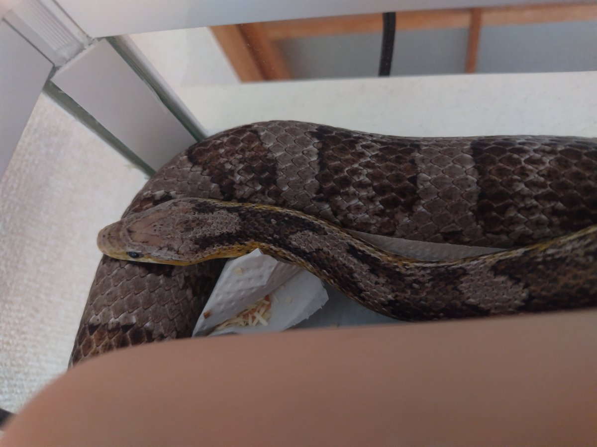 イサハ🐢🐍🦎 tweet media