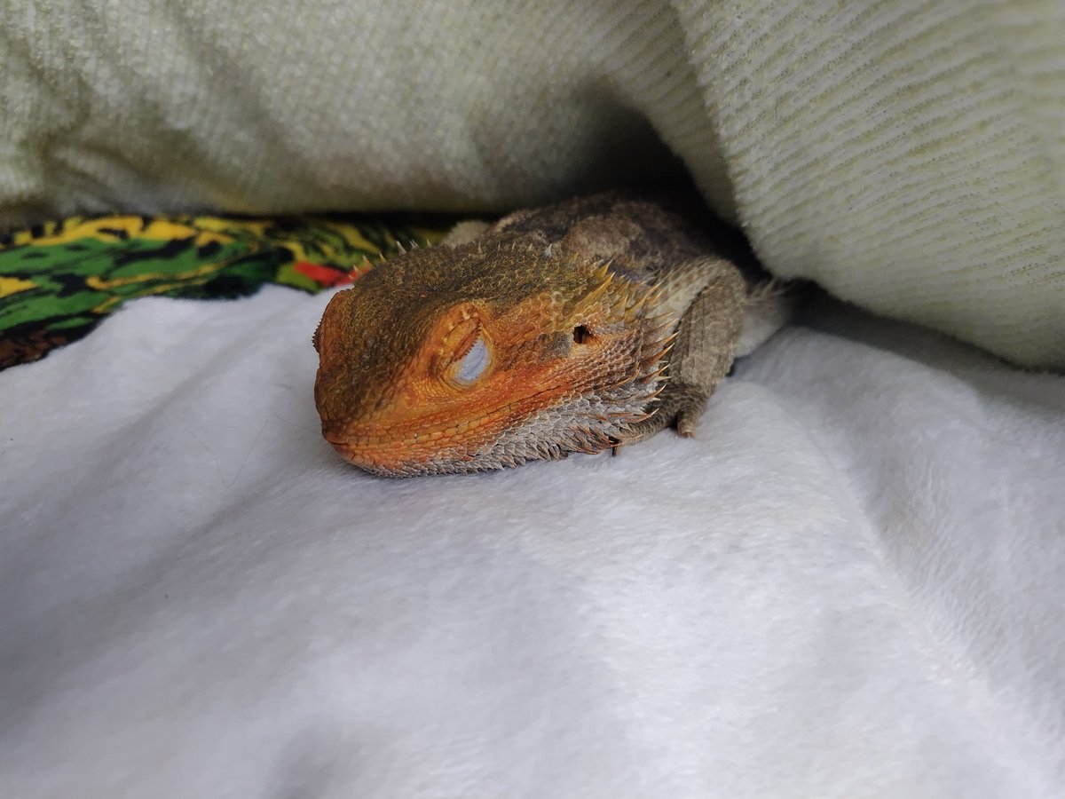 イサハ🐢🐍🦎 tweet media