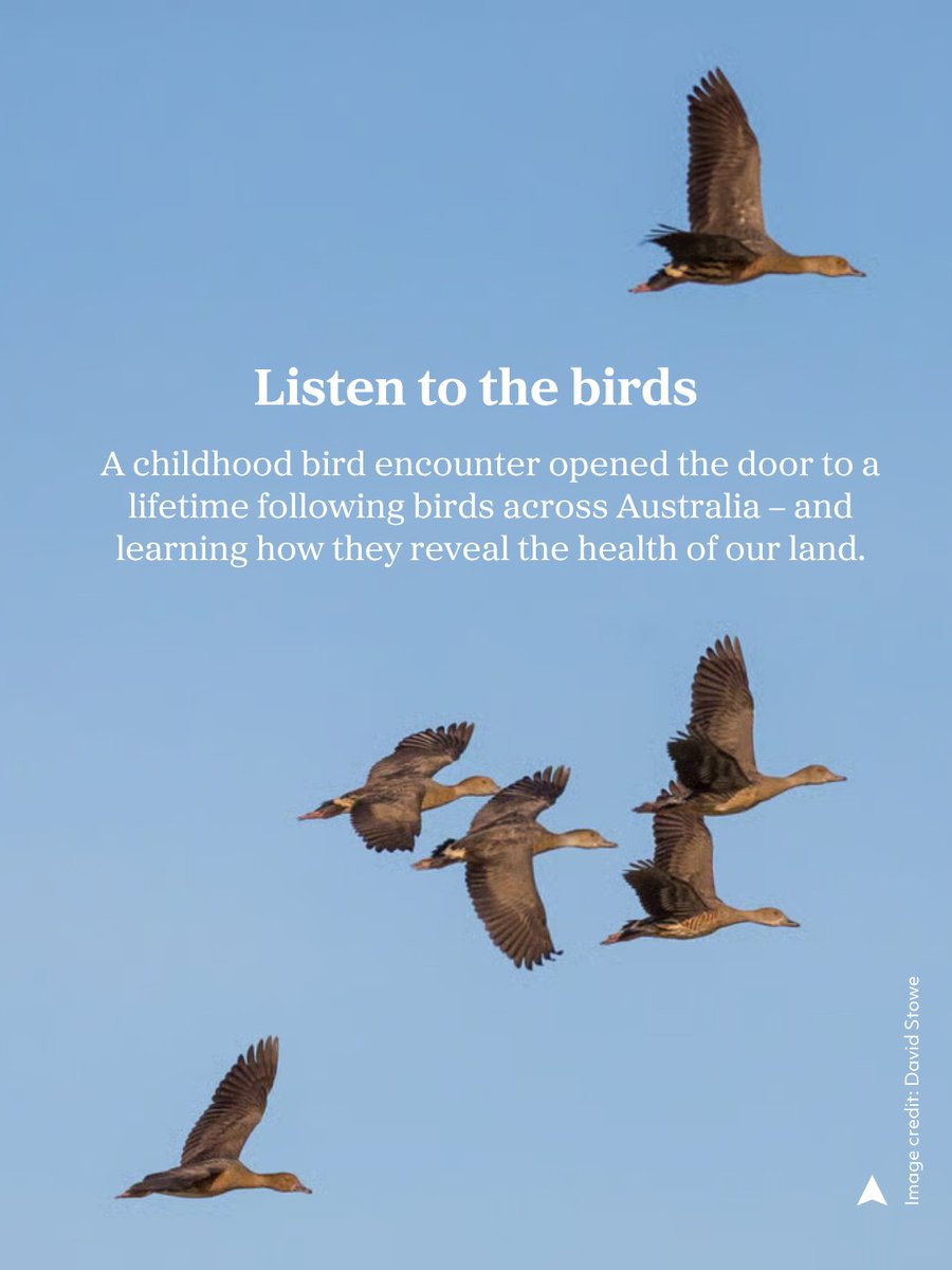 ausgeo's tweet photo. 🔗 https://t.co/YKxRc9ehdR

“Birds are the first to tell you whether a landscape is healthy or failing,” writes Roger Smith. After 50 years of watching them, he reckons more of us should be paying attention.

✍️ Roger Smith
📸 David Stowe https://t.co/6aljVArtgo