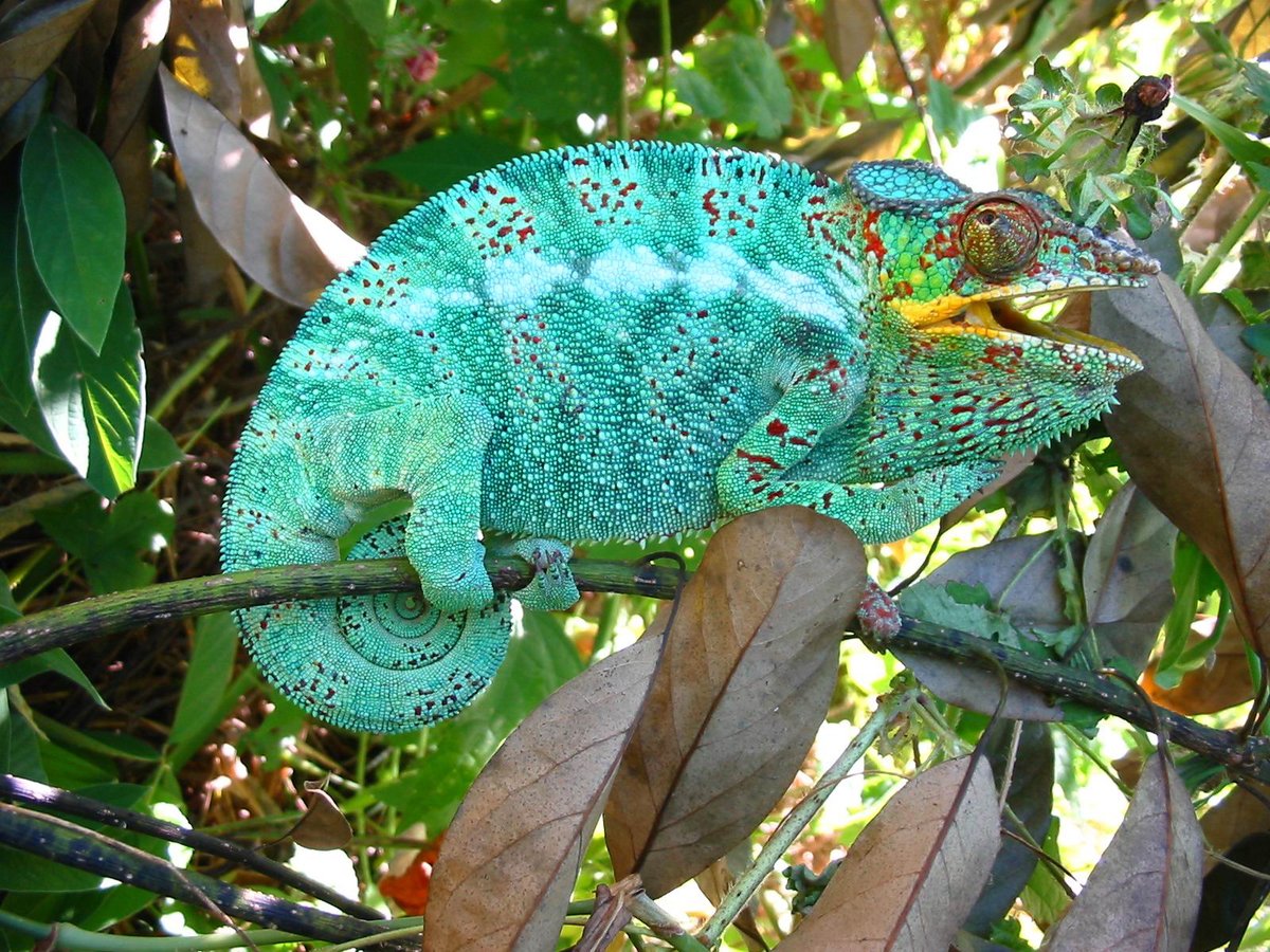 CUYABENOLODGE's tweet photo. #Cameleon in #Madagacar https://t.co/5m6JrEbFNJ