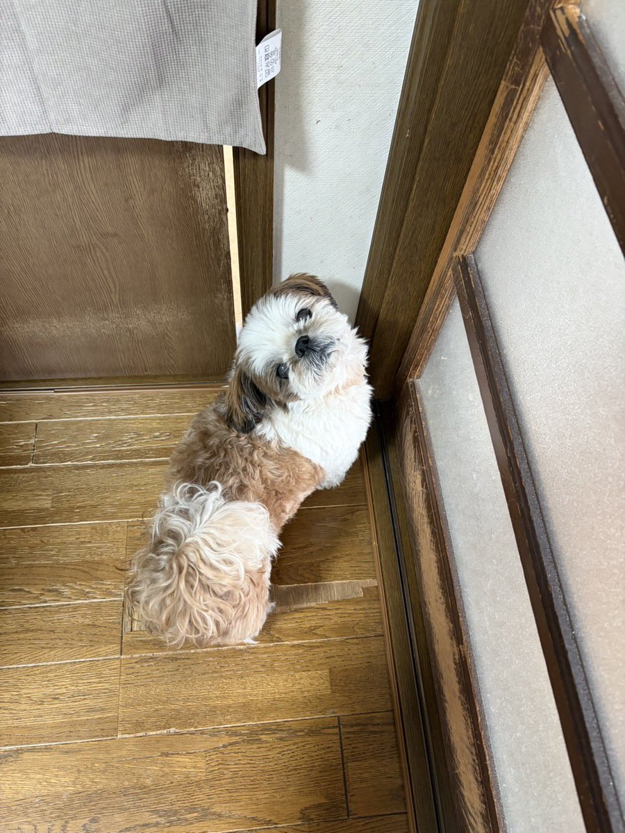 とてもねむいぬ tweet media