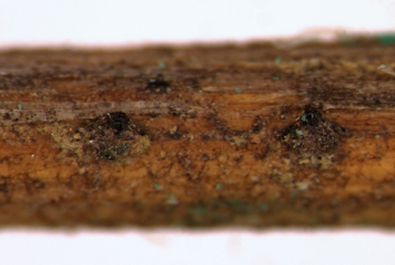 Phytotaxa updates tweet media
