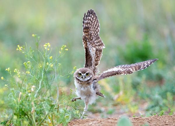 OwlEveryDay's tweet photo. https://t.co/fqOHMO4aJP