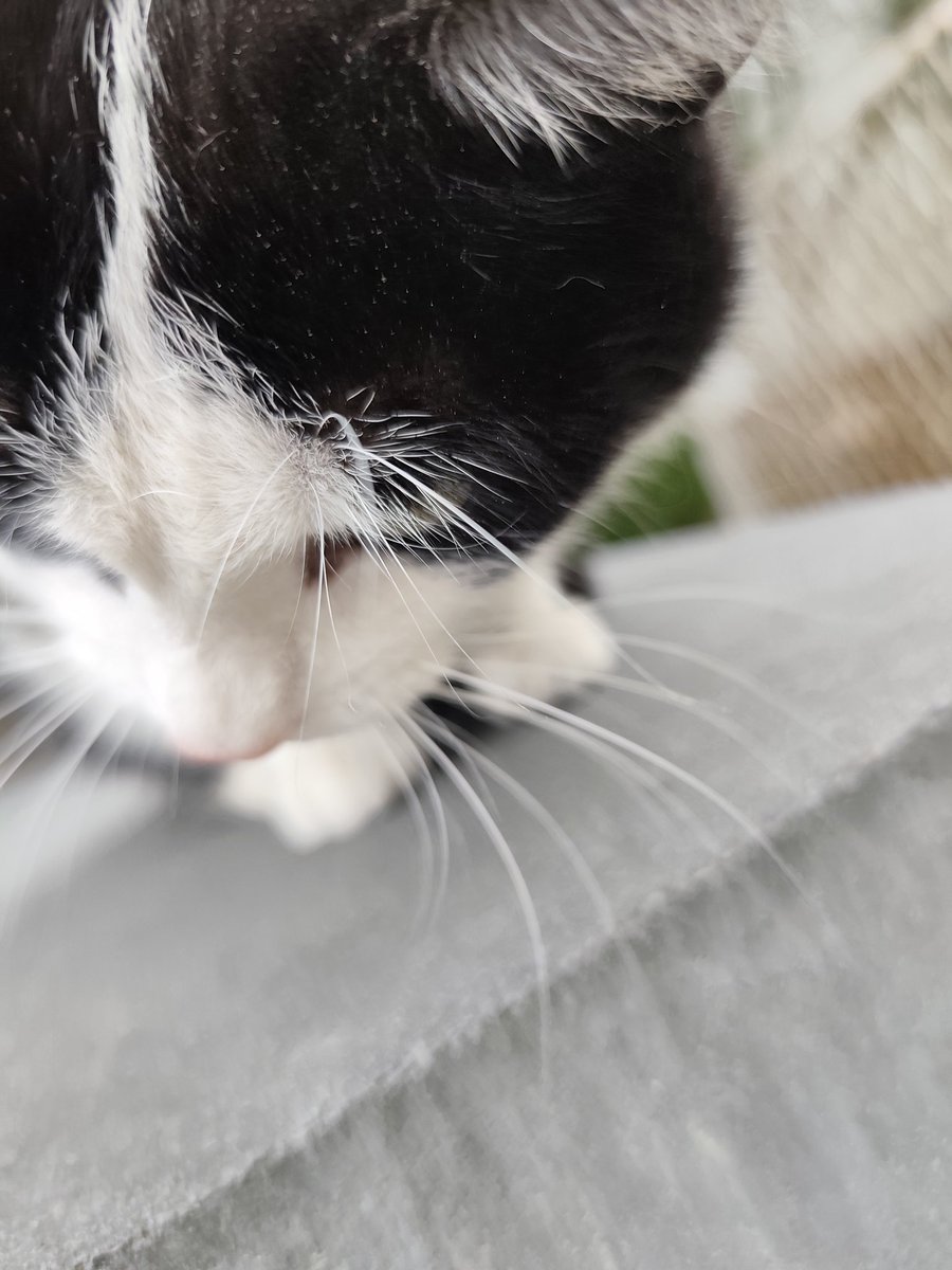 ▫️◾️◽️◼️Stekus 🍓🐈‍⬛ tweet media