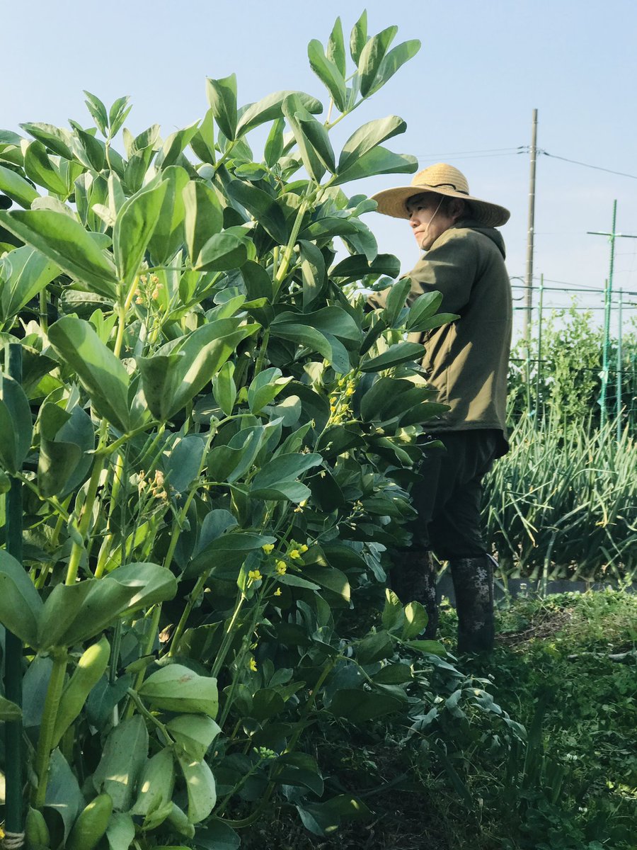 Setouchimyfarm's tweet photo. 自然農法を始めたころ、近所の老農が来て
「肥料入れんと野菜はつくれんぞ」
「草を刈って畦には除草剤を使え」
散々ご指導を受けた。

「自然農法でやってますので」と説明しても
入れ替わり立ち代わり色々な忠告をしに近所の方が来る。

自然農法はそんなにいけないことか？と悩む日が続いた。

ゴルフに夢中になっていたときも
練習場で、「スイングがぶれている」だの「ヘッドが回りきっていない」など、スイングブレブレのおっさんに、よく声をかけられた。

そんなある日、畑に来たおばさんに「自然農法ってそんなに出来ないですか？」と尋ねると「自然農法が出来るか出来ないかは知らないけど、あんた困っているから教えてあげてんの」と言われてハッとした。

自分で始めようと決めた自然農法に一番疑問を持っていたのは、自分自身であったということ。

毎日圃場で困った顔して作物と向き合っていたから、周りの人は放ってはおけなくて、かまいに来ていたのだと・・・・・

無農薬・無肥料・不耕起栽培といったスタイルやスタンスにだけ拘って、農業そのものと向き合っていなかった事に気づいた。

それ以来、慣行農法も有機農法も伝承農法も農に関する考え方に垣根を設けなくなり、農そのものを楽しむようにした。

自身が笑って圃場で作業していると、他の農業者は、かまいに来るのではなく、見守ってくださるようになった。

ゴルフ練習場でアドバイスをくれたおじさんも、困った顔をしてスイングしている、自分の姿にたまりかねてのアドバイスくださったのだろう。

仕事場でもご近所、趣味の世界でもキラキラ輝きながら楽しんでいる人は仲間から見守られる。

余計なおせっかいやアドバイスは裏返せば最高の愛情なのだろう。

#自然農法 #無農薬 #無肥料 #不耕起栽培
#慣行農法 #有機農法 #伝承農法