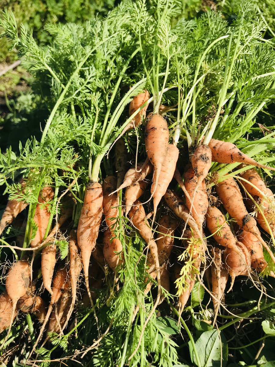 Setouchimyfarm's tweet photo. 自然農法を始めたころ、近所の老農が来て
「肥料入れんと野菜はつくれんぞ」
「草を刈って畦には除草剤を使え」
散々ご指導を受けた。

「自然農法でやってますので」と説明しても
入れ替わり立ち代わり色々な忠告をしに近所の方が来る。

自然農法はそんなにいけないことか？と悩む日が続いた。

ゴルフに夢中になっていたときも
練習場で、「スイングがぶれている」だの「ヘッドが回りきっていない」など、スイングブレブレのおっさんに、よく声をかけられた。

そんなある日、畑に来たおばさんに「自然農法ってそんなに出来ないですか？」と尋ねると「自然農法が出来るか出来ないかは知らないけど、あんた困っているから教えてあげてんの」と言われてハッとした。

自分で始めようと決めた自然農法に一番疑問を持っていたのは、自分自身であったということ。

毎日圃場で困った顔して作物と向き合っていたから、周りの人は放ってはおけなくて、かまいに来ていたのだと・・・・・

無農薬・無肥料・不耕起栽培といったスタイルやスタンスにだけ拘って、農業そのものと向き合っていなかった事に気づいた。

それ以来、慣行農法も有機農法も伝承農法も農に関する考え方に垣根を設けなくなり、農そのものを楽しむようにした。

自身が笑って圃場で作業していると、他の農業者は、かまいに来るのではなく、見守ってくださるようになった。

ゴルフ練習場でアドバイスをくれたおじさんも、困った顔をしてスイングしている、自分の姿にたまりかねてのアドバイスくださったのだろう。

仕事場でもご近所、趣味の世界でもキラキラ輝きながら楽しんでいる人は仲間から見守られる。

余計なおせっかいやアドバイスは裏返せば最高の愛情なのだろう。

#自然農法 #無農薬 #無肥料 #不耕起栽培
#慣行農法 #有機農法 #伝承農法