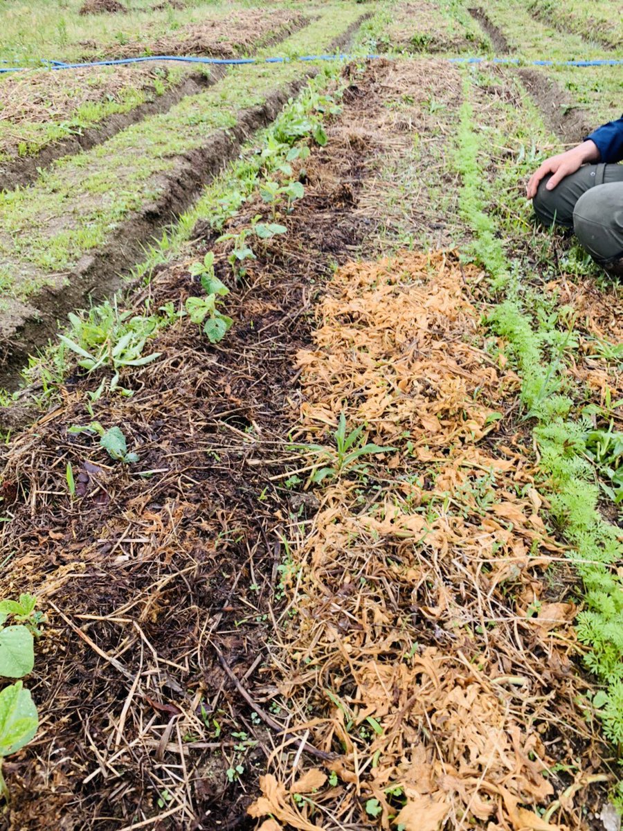 Setouchimyfarm's tweet photo. 自然農法を始めたころ、近所の老農が来て
「肥料入れんと野菜はつくれんぞ」
「草を刈って畦には除草剤を使え」
散々ご指導を受けた。

「自然農法でやってますので」と説明しても
入れ替わり立ち代わり色々な忠告をしに近所の方が来る。

自然農法はそんなにいけないことか？と悩む日が続いた。

ゴルフに夢中になっていたときも
練習場で、「スイングがぶれている」だの「ヘッドが回りきっていない」など、スイングブレブレのおっさんに、よく声をかけられた。

そんなある日、畑に来たおばさんに「自然農法ってそんなに出来ないですか？」と尋ねると「自然農法が出来るか出来ないかは知らないけど、あんた困っているから教えてあげてんの」と言われてハッとした。

自分で始めようと決めた自然農法に一番疑問を持っていたのは、自分自身であったということ。

毎日圃場で困った顔して作物と向き合っていたから、周りの人は放ってはおけなくて、かまいに来ていたのだと・・・・・

無農薬・無肥料・不耕起栽培といったスタイルやスタンスにだけ拘って、農業そのものと向き合っていなかった事に気づいた。

それ以来、慣行農法も有機農法も伝承農法も農に関する考え方に垣根を設けなくなり、農そのものを楽しむようにした。

自身が笑って圃場で作業していると、他の農業者は、かまいに来るのではなく、見守ってくださるようになった。

ゴルフ練習場でアドバイスをくれたおじさんも、困った顔をしてスイングしている、自分の姿にたまりかねてのアドバイスくださったのだろう。

仕事場でもご近所、趣味の世界でもキラキラ輝きながら楽しんでいる人は仲間から見守られる。

余計なおせっかいやアドバイスは裏返せば最高の愛情なのだろう。

#自然農法 #無農薬 #無肥料 #不耕起栽培
#慣行農法 #有機農法 #伝承農法