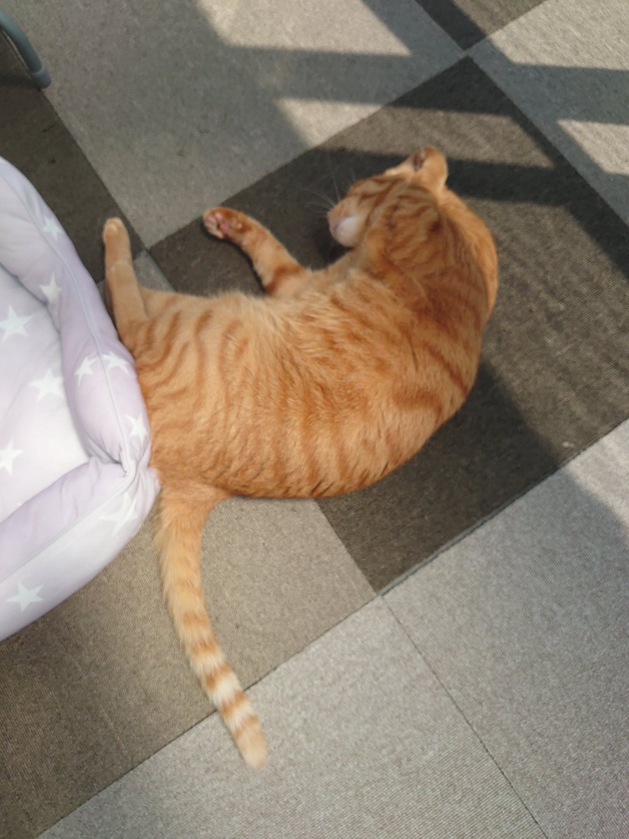 猫のいる暮らし tweet media