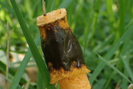 Phytotaxa updates tweet media