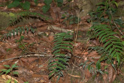 Phytotaxa updates tweet media