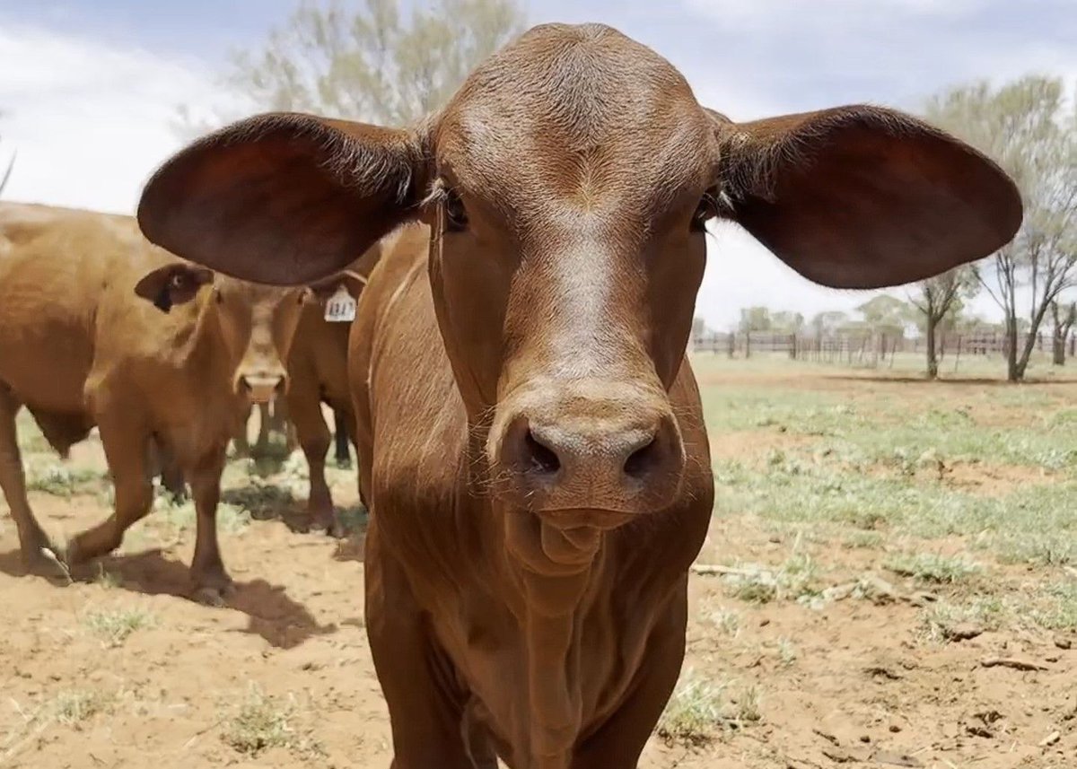 FutureBeef tweet media
