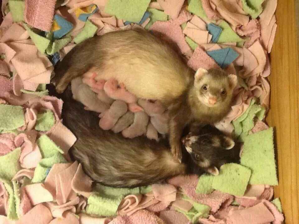 Ferret Every Hour tweet media