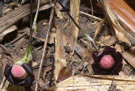 Phytotaxa updates tweet media