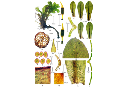 Phytotaxa updates tweet media