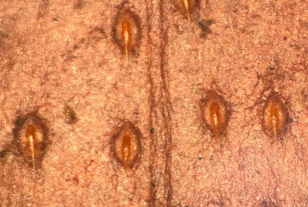 Phytotaxa updates tweet media
