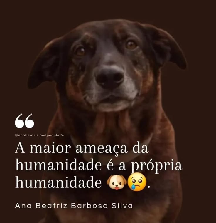 ReinoAniimal's tweet photo. Orelha estará sempre aqui
#MPSCORELHAMERECEJUSTIÇA 
#JustiçaPorOrelha 
#justicapororelha https://t.co/uFwK6EzJDM