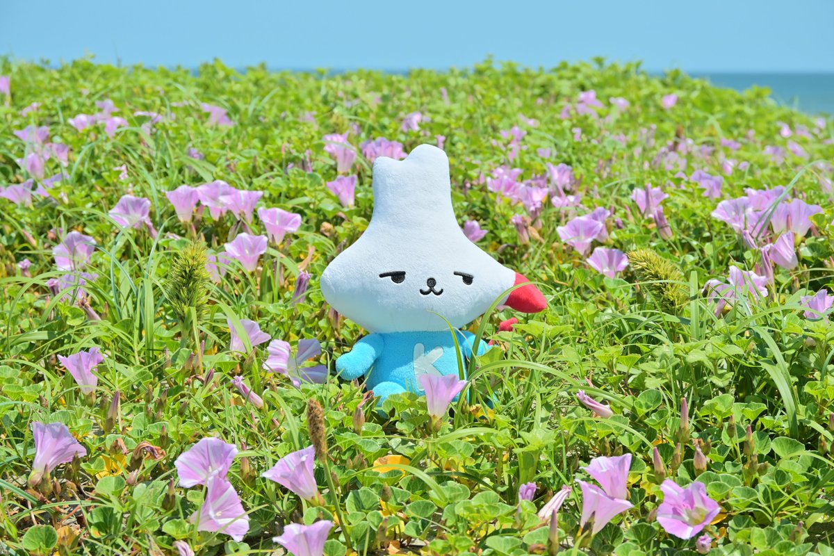 kamisucoco_kun's tweet photo. #波崎海岸 で #ハマヒルガオ が咲きはじめたよー！
ハマヒルガオは初夏に海岸で咲くお花なんだって♪

海や空とお花の色合いがとってもかわいくて
大好きな景色だから、みんなにも写真でおすそわけ☆

#神栖 #カミスココくん https://t.co/CmxAH2UhVL