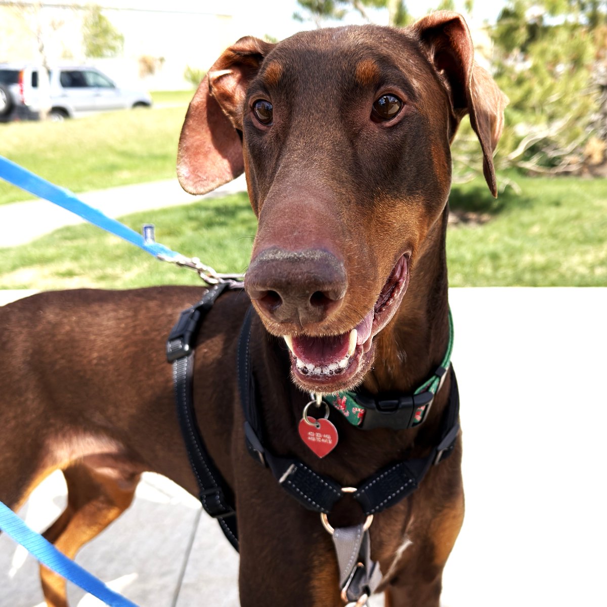 Calgary Humane Society tweet media