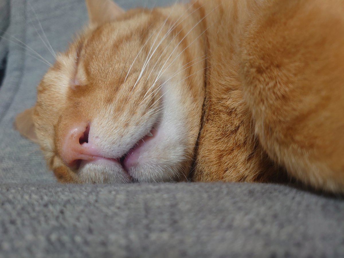 猫のいる暮らし tweet media