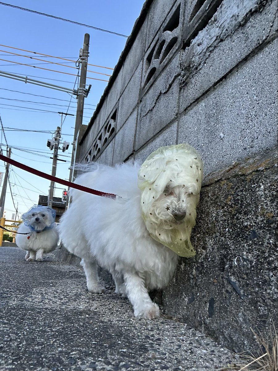 ハルくん tweet media