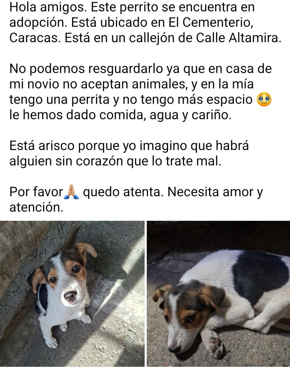 PerroUsuario Wof '•' tweet media