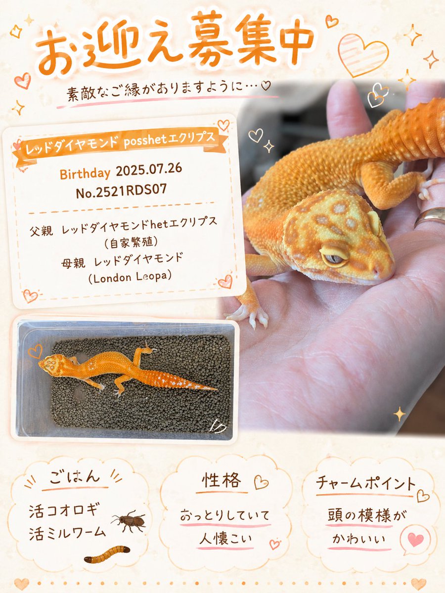シャイン(やまもトカゲモドキ) tweet media