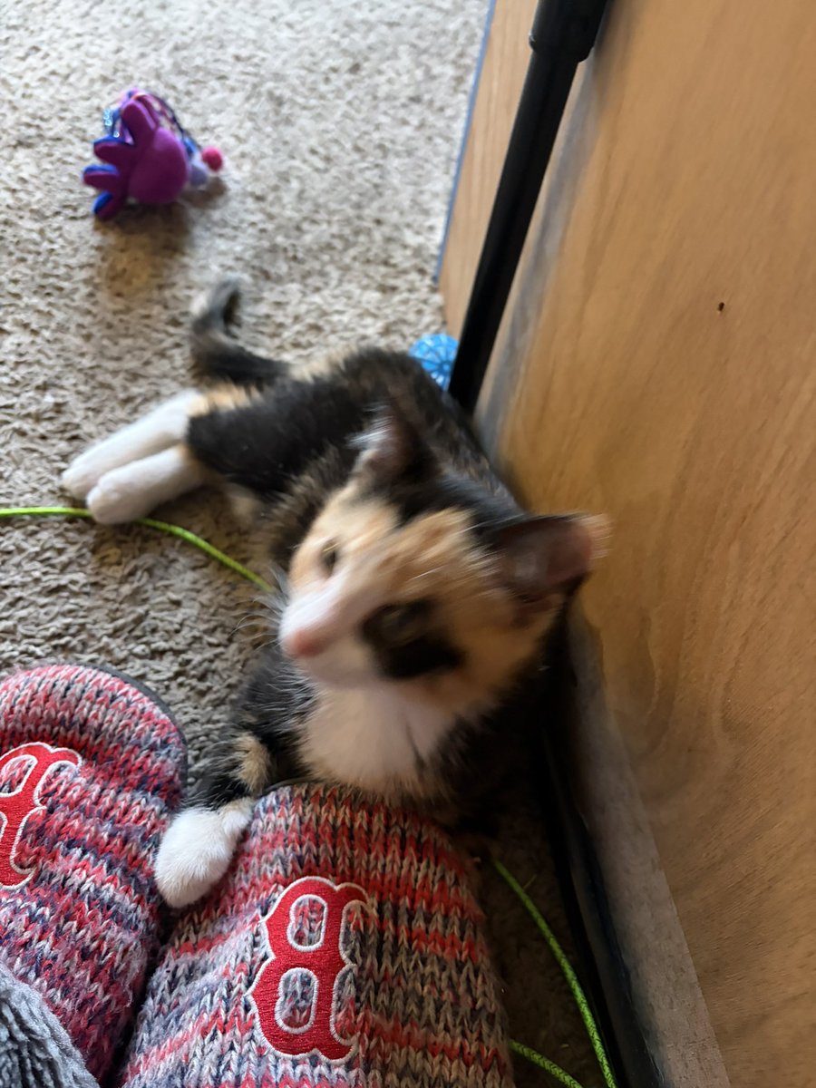 agirl_217's tweet photo. Does @TessieTGM have a middle name? I just got a kitten named her Tessie.  I need a middle name for her. https://t.co/xgB4Ipj2Af