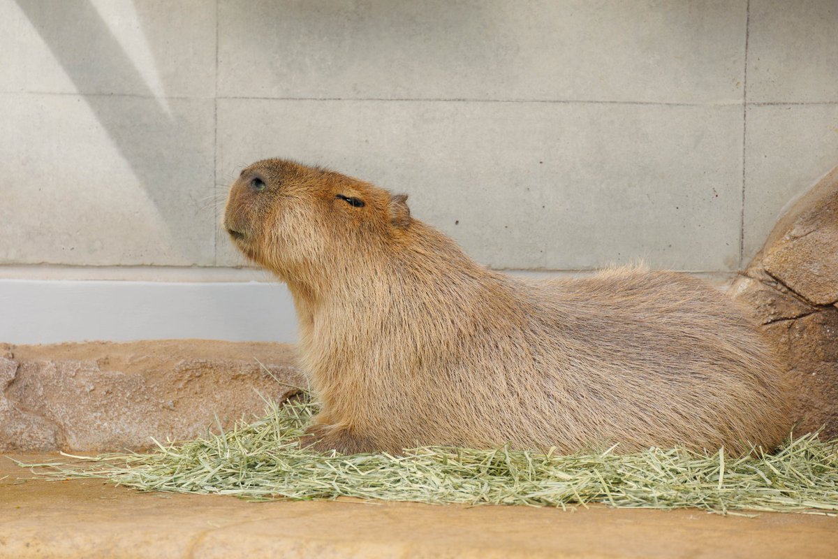 カーサイン カピバラさん カピバラ様ご確認用ページ！ 録画中 雑貨 | 【14営業日内に発送】 クラフト・布製品