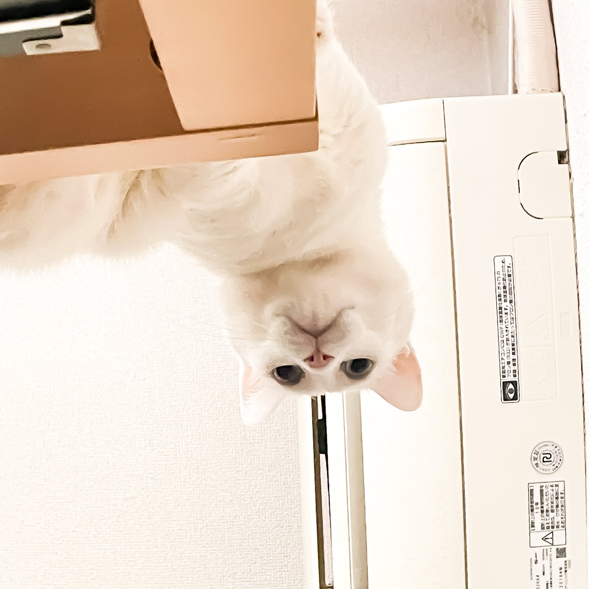 2catboy|ルル・ロックと二人の日常 tweet media