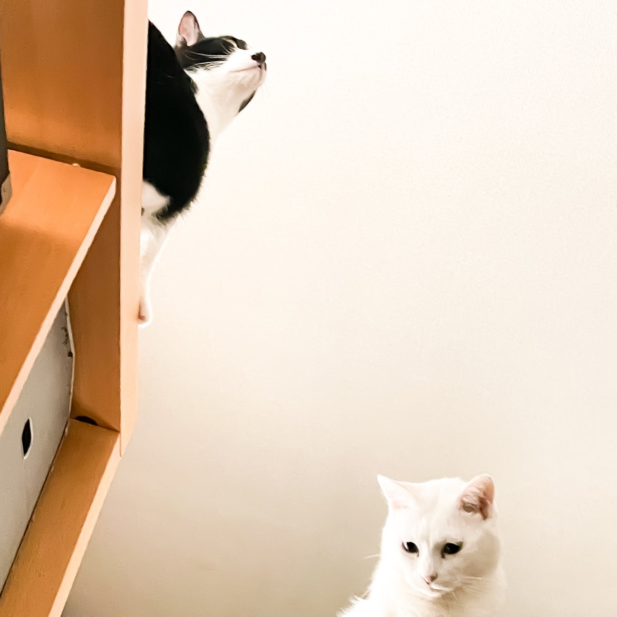 2catboy|ルル・ロックと二人の日常 tweet media