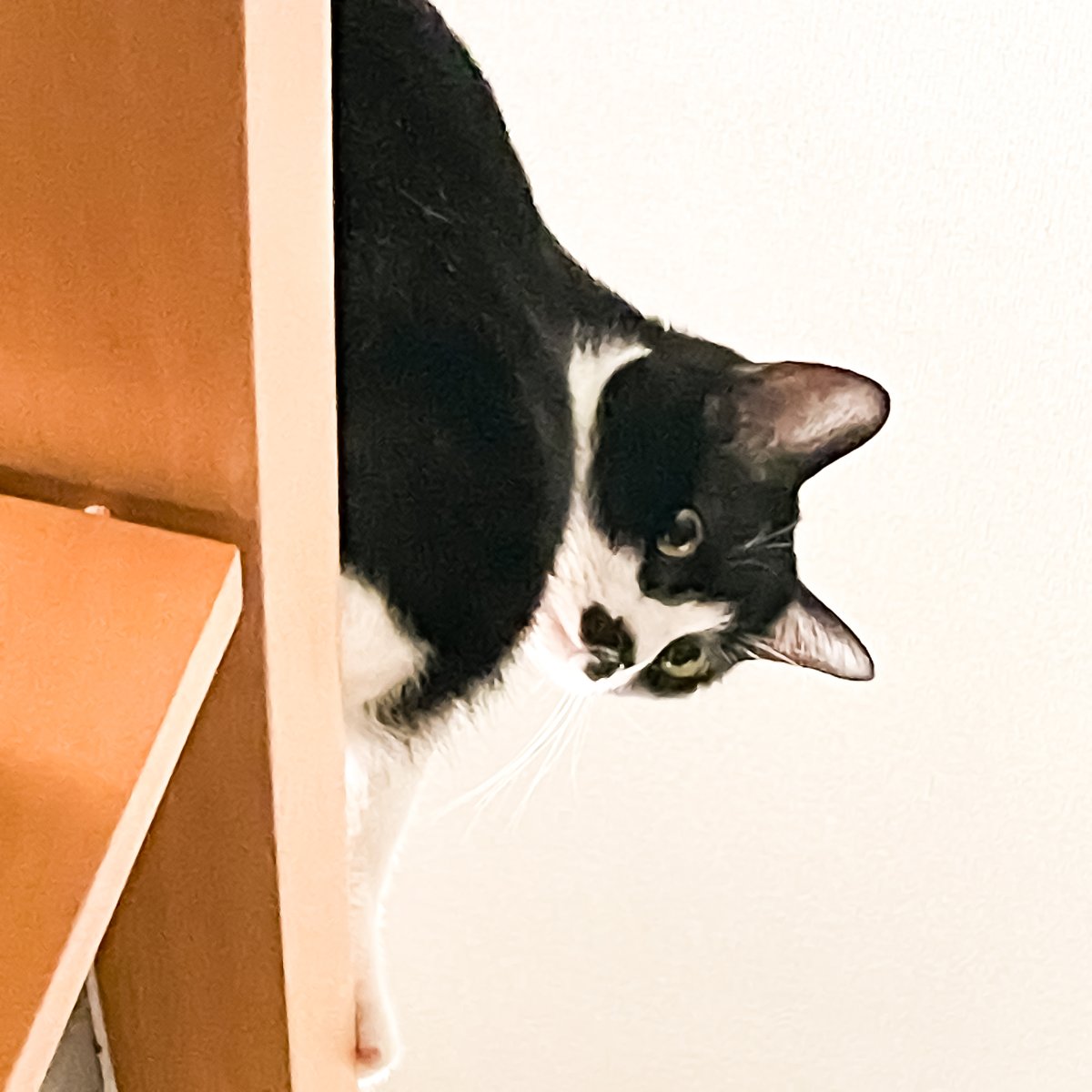 2catboy|ルル・ロックと二人の日常 tweet media