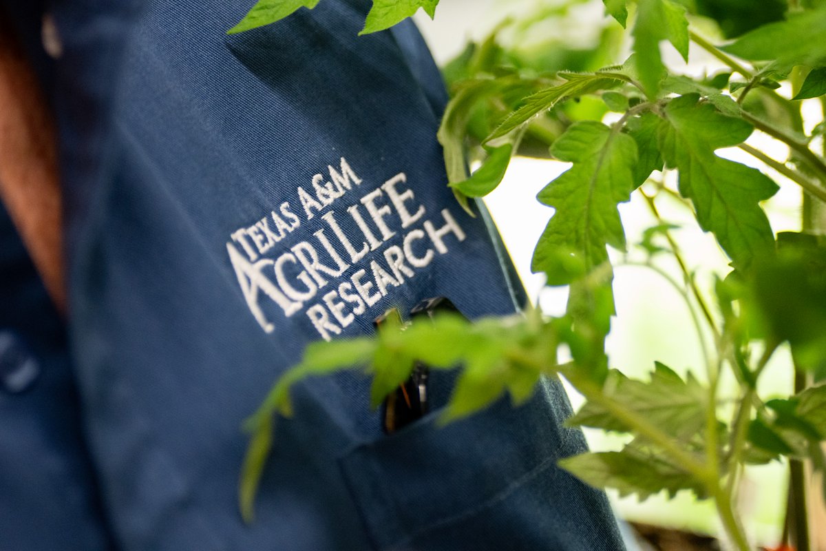 Texas A&M AgriLife Research tweet media