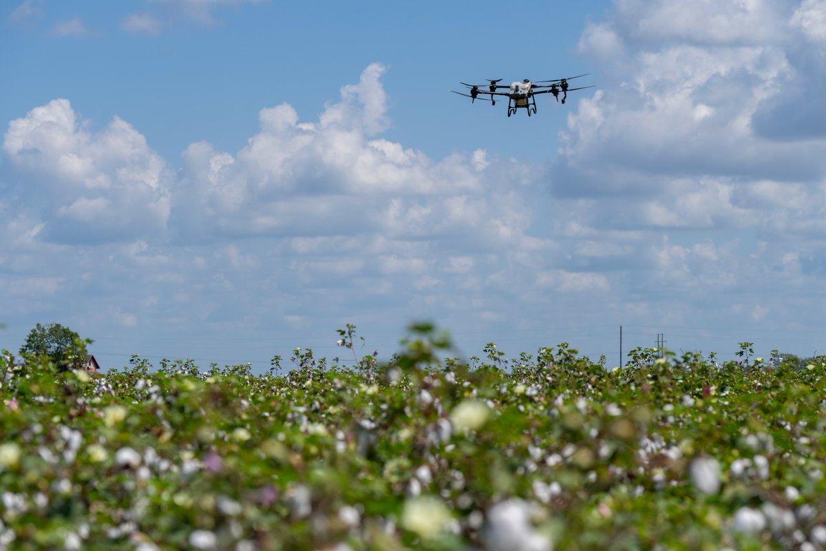 Texas A&M AgriLife Research tweet media