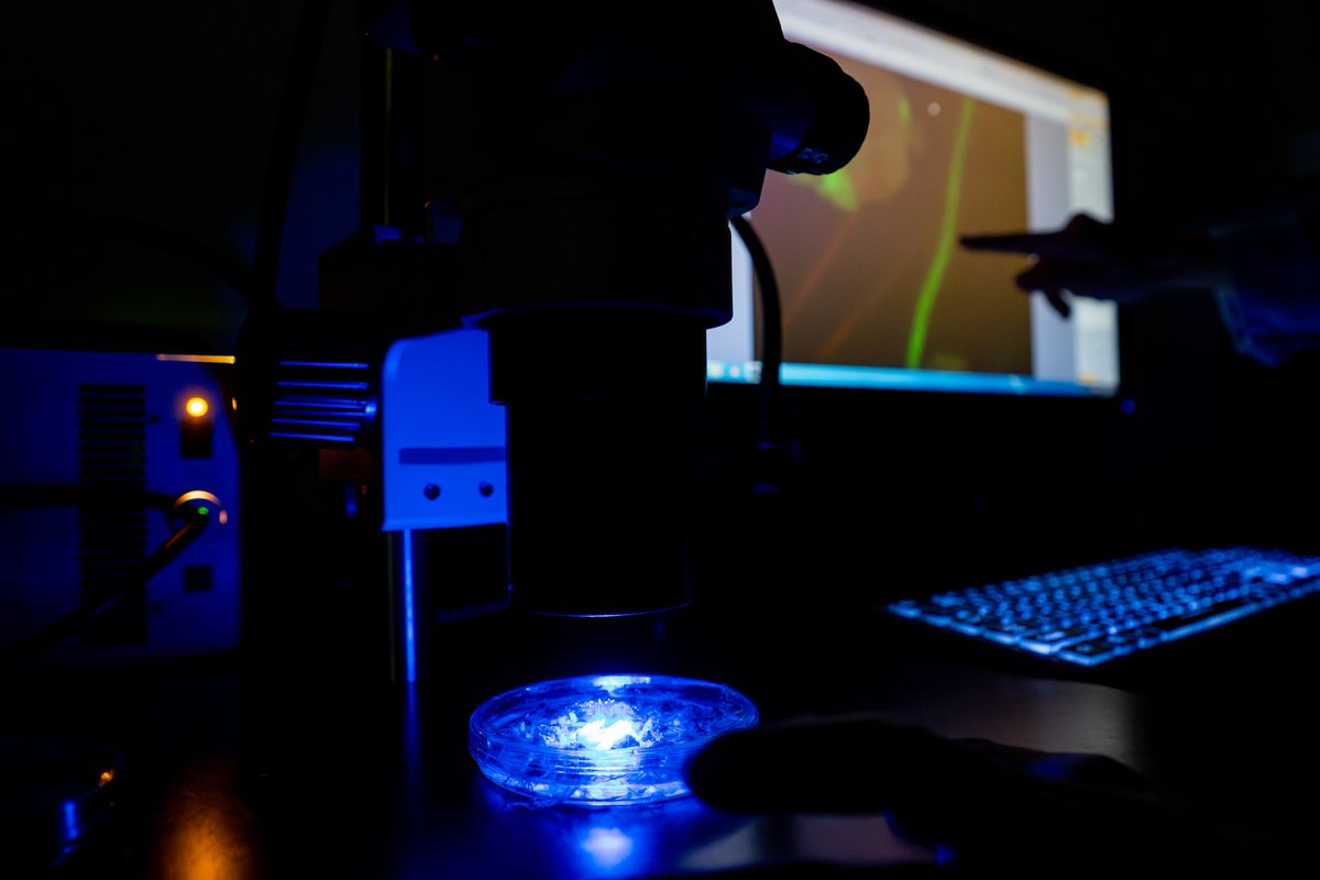 Texas A&M AgriLife Research tweet media