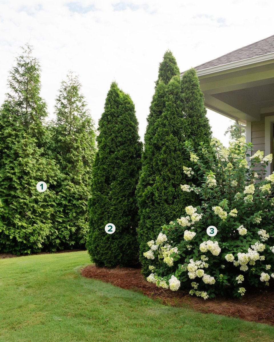 FastGrowingTree's tweet photo. Want a yard that feels like a private retreat? 🏡 It's as simple as 1, 2, 3.

1. Create a natural privacy fence with Thuja Green Giants
2. Add Emerald Green Arborvitae for a structural accent
3. Add flowering shrubs for color

Simple, stunning, and low-maintenance. https://t.co/WDOd6NKoRq
