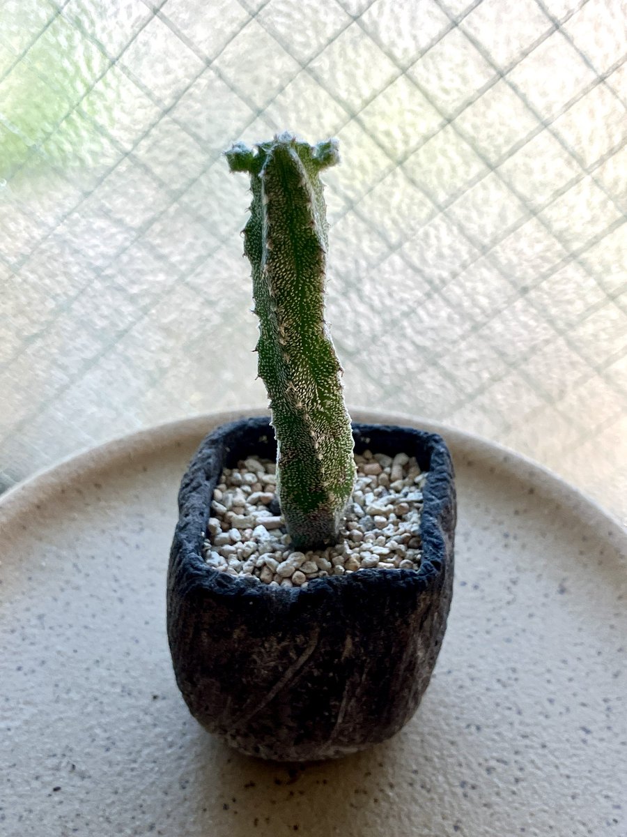 Chinpantante's tweet photo. うちのサボ子..耳生えてきた🌵 https://t.co/F5ssnh5GZW