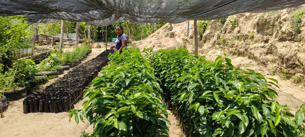 AlidaBelloS's tweet photo. Visita de seguimiento al vivero Comunitario de la CAC La Esperanza #MpioCuautepecGro. https://t.co/7r0pzDPOMB