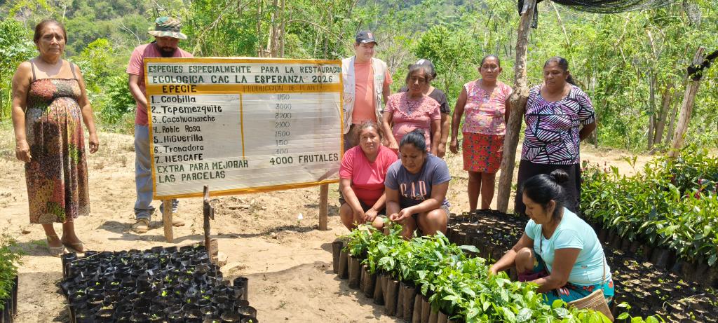AlidaBelloS's tweet photo. Visita de seguimiento al vivero Comunitario de la CAC La Esperanza #MpioCuautepecGro. https://t.co/7r0pzDPOMB